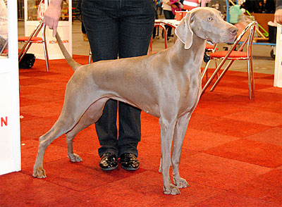 de la Roseraie de Pennanguer - Flord Meilleur de Race Jeune au Brussels Dog Show!!!