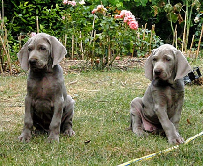 de la Roseraie de Pennanguer - Les chiots de Chanel et Goya viennent d'avoir 2 mois...