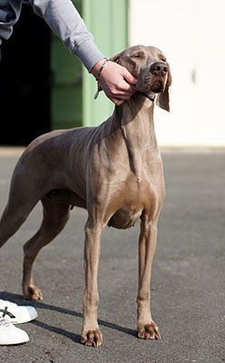 de la Roseraie de Pennanguer - Chanel Réserve de Best In Show à Angers!!