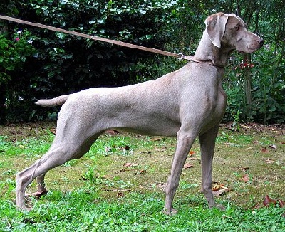 de la Roseraie de Pennanguer - Changhaï 1er exc. CACS-CACIB + Meilleur de Race à l'expo de Tours !!