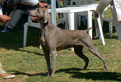 de la Roseraie de Pennanguer - Nick Lisbon Winner et Champion du Portugal !