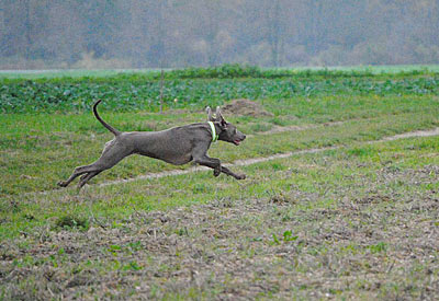 de la Roseraie de Pennanguer - Résultats Luxembourg + photos chasse !