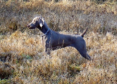 de la Roseraie de Pennanguer - Chanel, Meilleur de Race Puppy à la spéciale de Bordeaux!