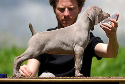 de la Roseraie de Pennanguer - Les chiots ont 7 semaines + expo de l'Isle-Adam