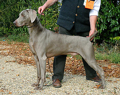 de la Roseraie de Pennanguer - Résultats de Nick et Chanel à l'expo de Poitiers