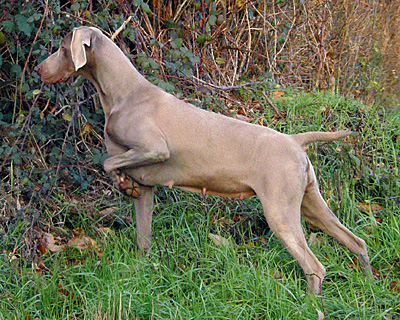 de la Roseraie de Pennanguer - Chanel attend des chiots!