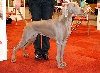  - Flord Meilleur de Race Jeune au Brussels Dog Show!!!