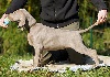  - Un chiot issu de Nick et Chanel est encore disponible!