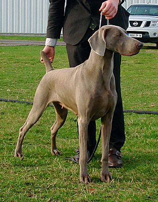 de la Roseraie de Pennanguer - Expo de Rouen: Chanel 1er Exc. CACS-CACIB et Meilleur de Race