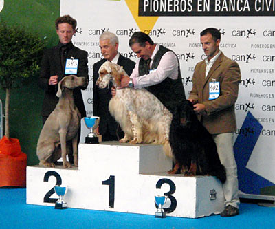 de la Roseraie de Pennanguer - Chanel devient Championne Internationale d'Exposition !