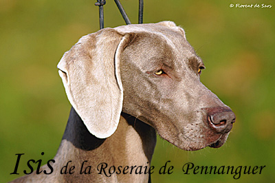 de la Roseraie de Pennanguer - Double Dog Show de Nantes !!
