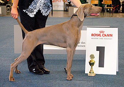 de la Roseraie de Pennanguer - Derniers résultats d'exposition !!!