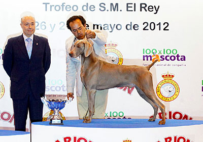 de la Roseraie de Pennanguer - Nick Réserve de Best In Show à Madrid !!!