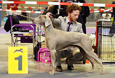 de la Roseraie de Pennanguer - Chanel Championne du Luxembourg !!