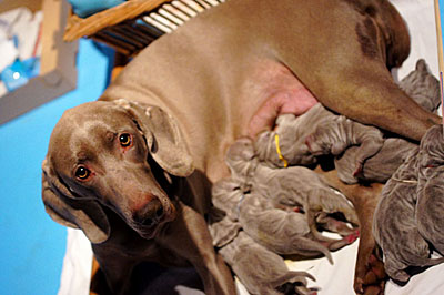 de la Roseraie de Pennanguer - Les chiots de Chanel et Nick sont nés!!!