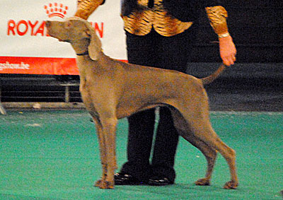 de la Roseraie de Pennanguer - Résultat de Flord à l'Eurodogshow !!