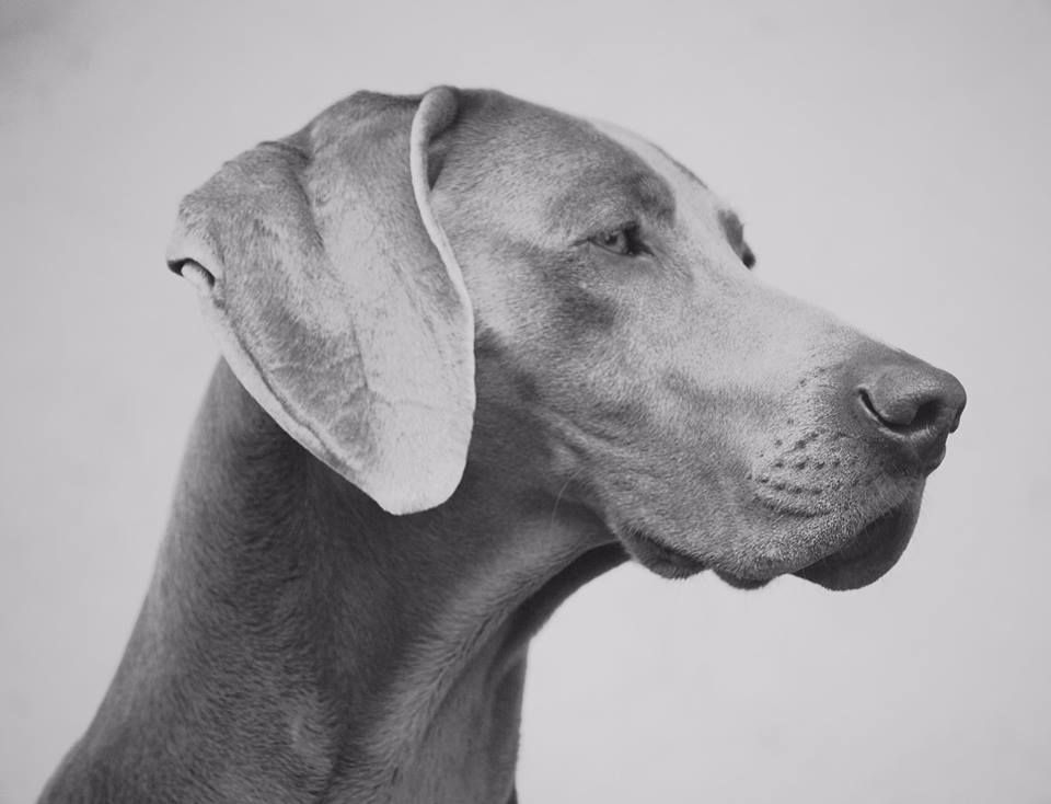 CH. Floryhade del canberra de la Roseraie de Pennanguer