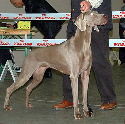 de la Roseraie de Pennanguer - Chanel 1er Excellent,CACS-CACIB,Meilleur de Race et 3ème du Groupe 7!!