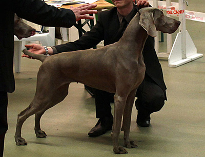 de la Roseraie de Pennanguer - Résultats du Paris Dog Show