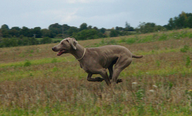Chanel, été 2010