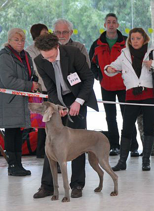 Paris Dog Show 2010