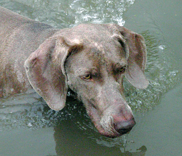 Chanel, été 2009